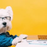 5 Video Meme Makers Fashion